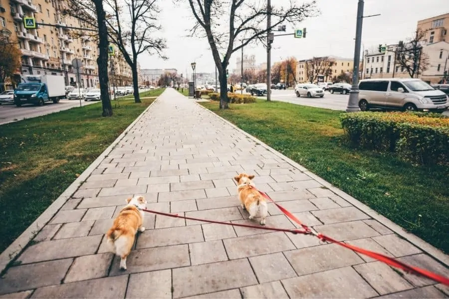 4 Ways our Dog Walking Service helps Remote Workers