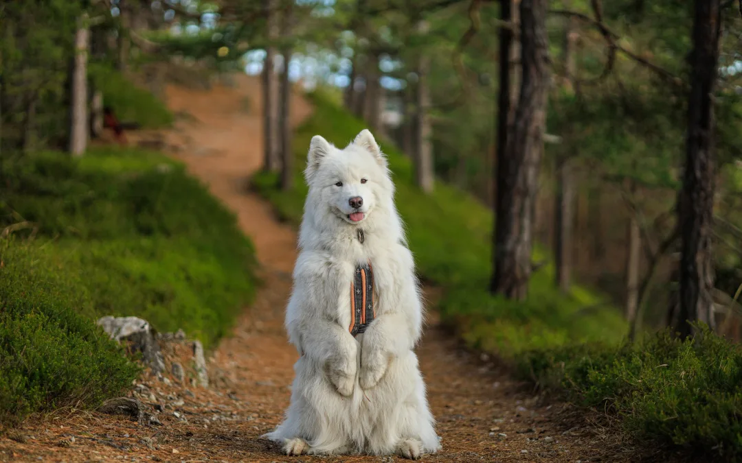 How to Find the Best Dog Trainers in Dallas and Austin