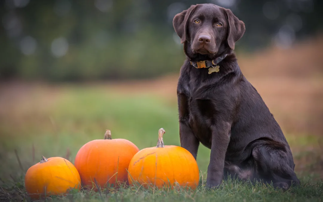 8 Fall Pet Safety Tips
