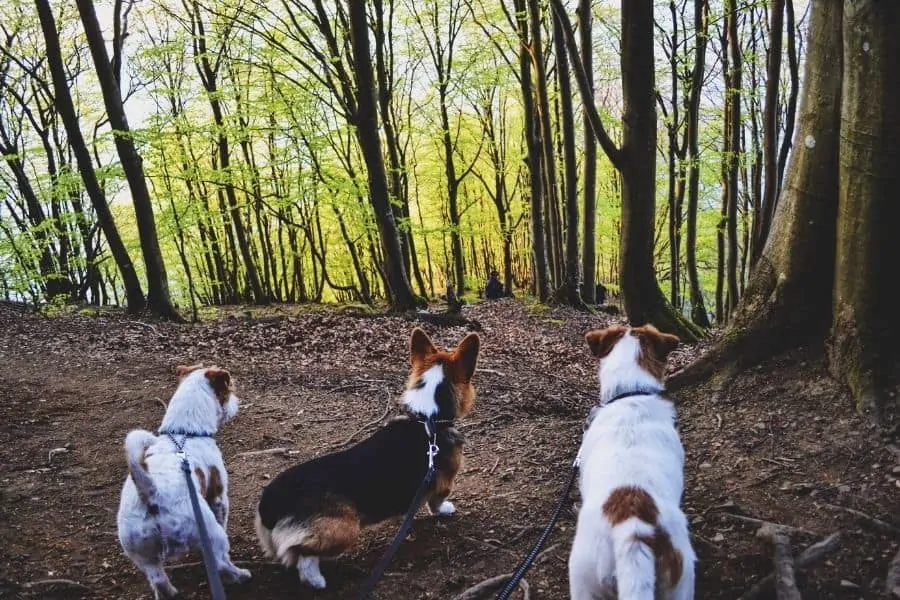 Your Dog Will Love Walking at These Places in Plano