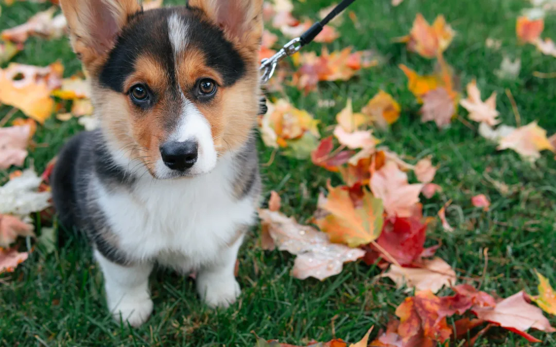 5 Fun Pet-Friendly Thanksgiving Activities