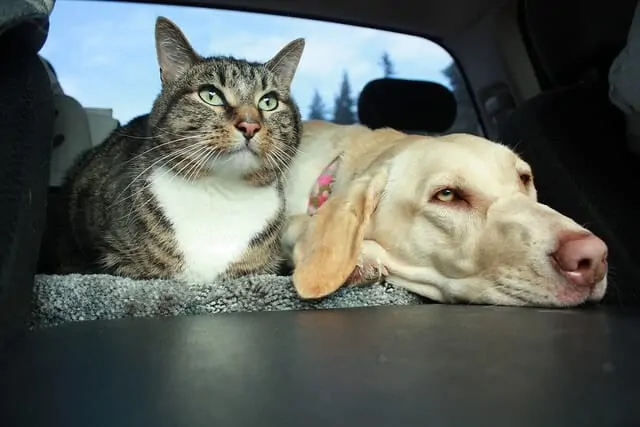 10 Tips For Holiday Car Travel With Your Pets