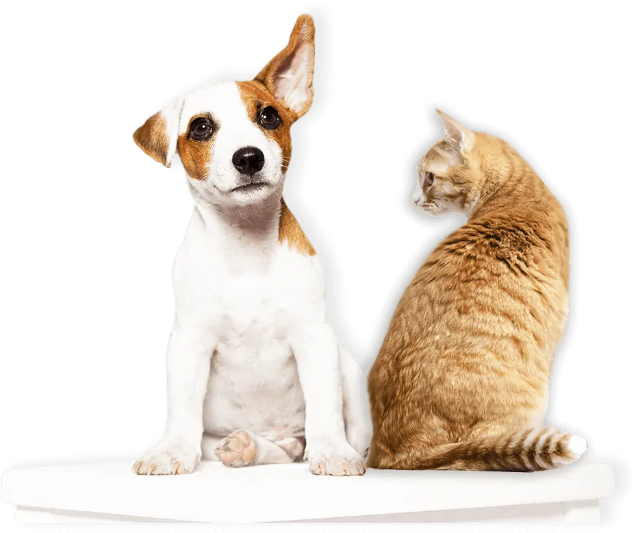 white and brown spotted puppy and orange tabby cat wait for their pet sitter austin and pet sitter dallas