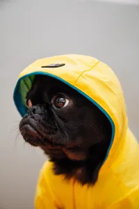 dog in raincoat ready for fall goals