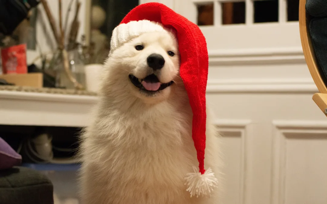 Unleash the Fun at These 7 Pet-Friendly Holiday Destinations in Texas