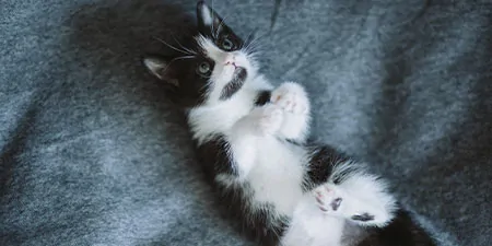 Dallas and Austin Cat Visits