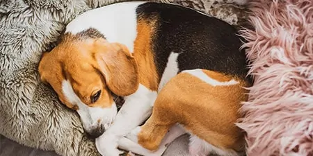 Dallas Austin Premium Pet Sitting