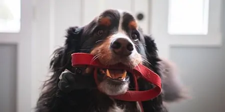 Dallas Austin Premium Pet Sitting