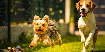 Dallas Austin Standard Pet Sitting