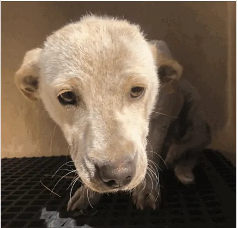 Dog Wonder Debbie Seeks Her Forever Home