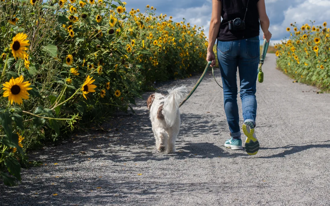 10 Benefits of Walking Your Dog