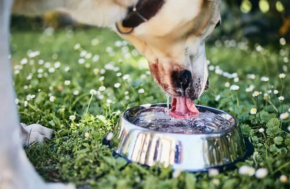 Did you know? July is Pet Hydration Awareness Month!