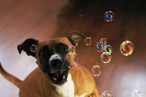dog with bubbles
