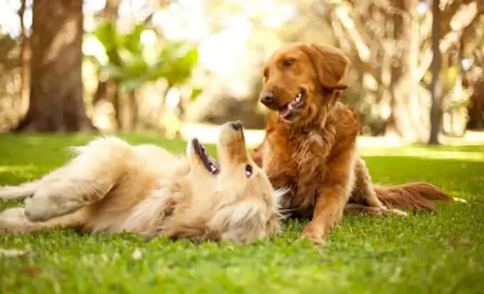 Celebrate Labor Day with Your Dog