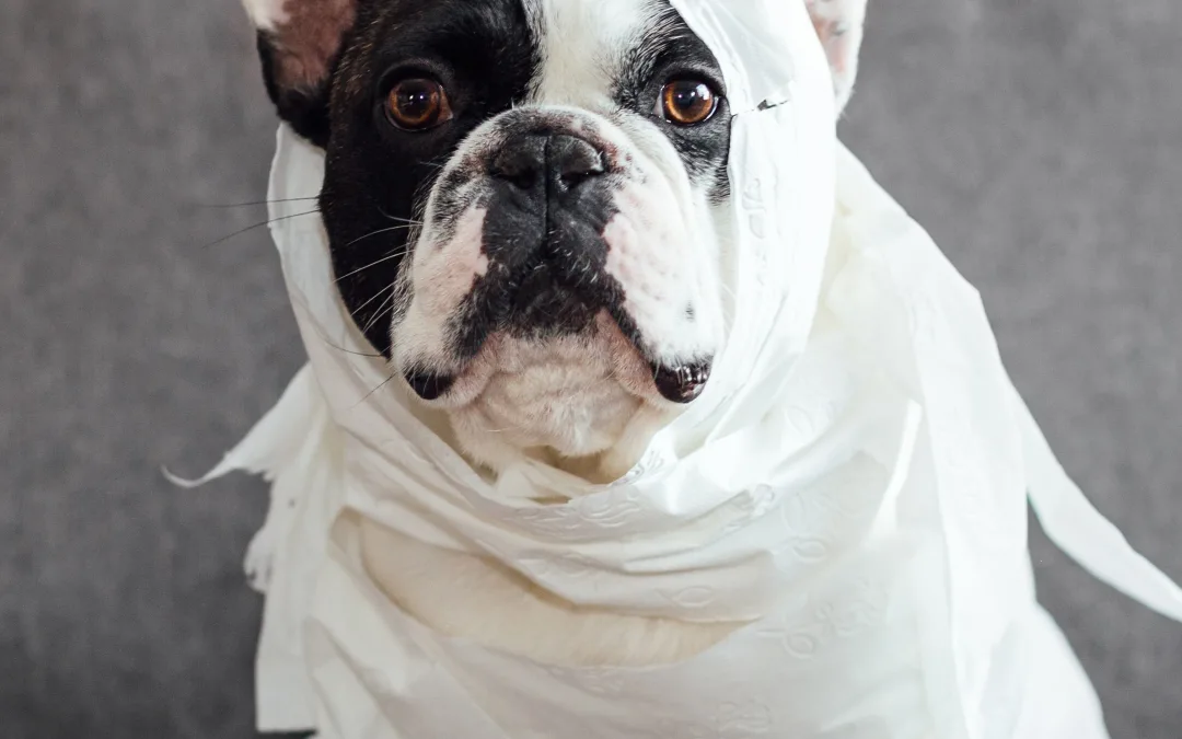 Easy Last Minute DIY Pet Halloween Costumes