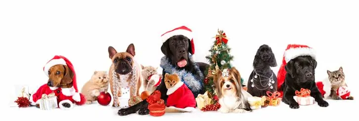 ‘Tis the Season to Book Your Holiday Pet Sitting Services