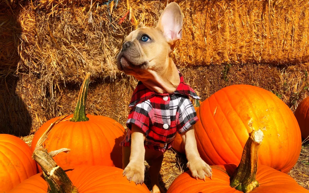 Frenchie sits in pumpkin patch taking fall photos of dog