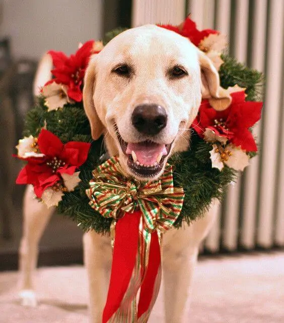 Fun Holiday Pet Toys and Gift Ideas