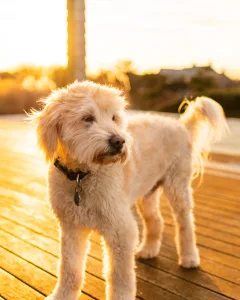 Golden hour photo of Labradoodle sitting on deck near lake to make great fall photos