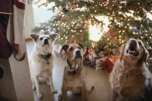Three dogs stand in front of a lit Christmas tree waiting for their pet sitter to take them for a walk in Dallas