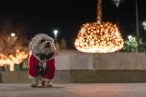 pet-friendly holiday destinations in dallas