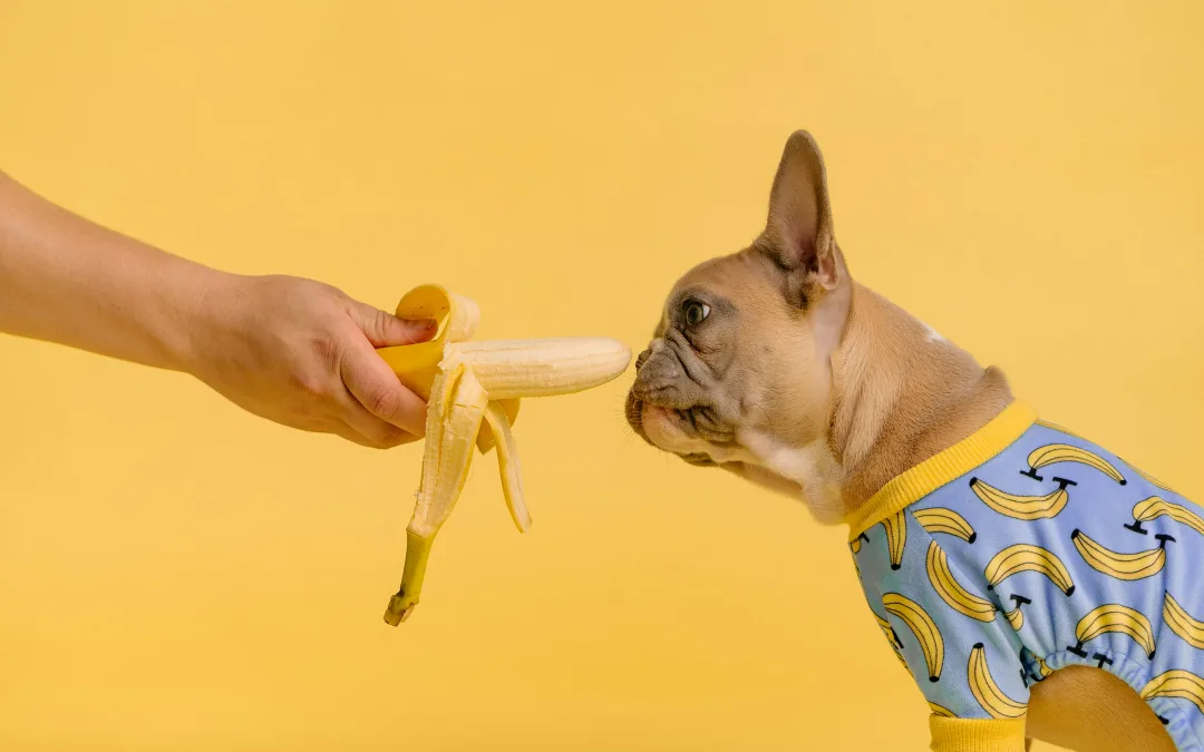 Top Pet Nutrition Trends in 2024