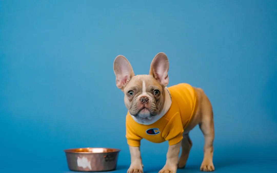 French bulldog stands next to food bowl for article on Austin pet food stores