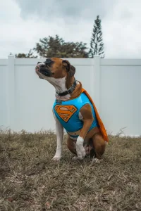 Dog wearing Superman costume for DIY pet Halloween costumes