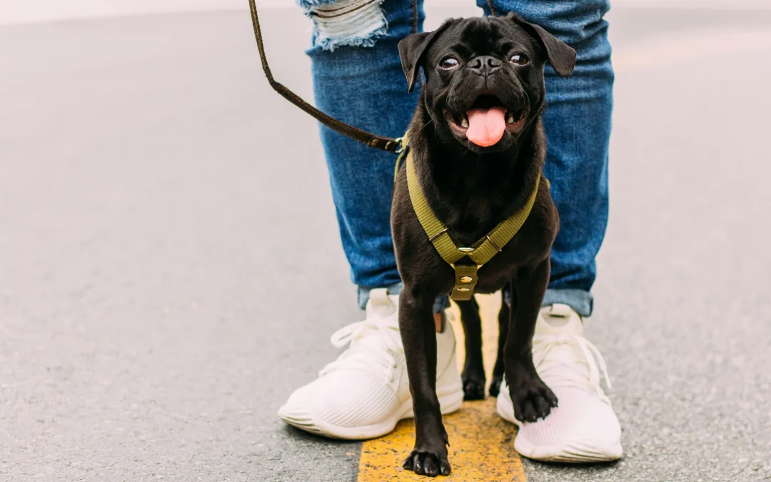 How Dog Walkers Bring Out the Best in Dogs