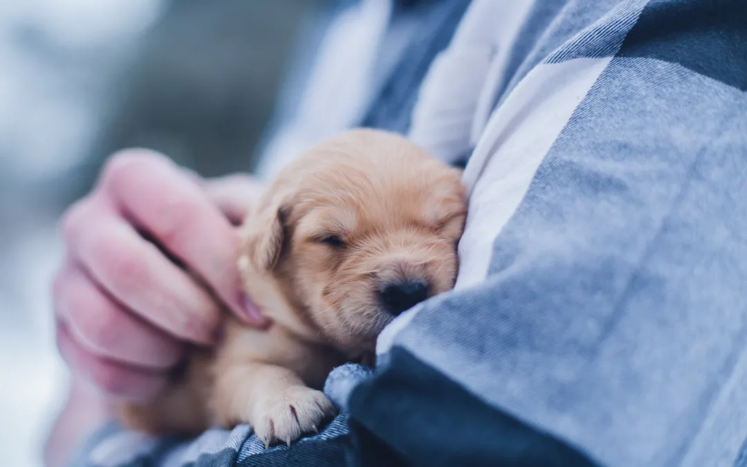 Texas pet charities worker holds abandoned puppy