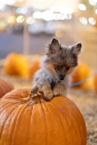 Cute dog standing on pumpkin for fall photos