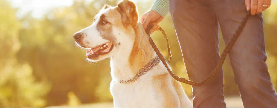 Fitness Tips for You and Your Dog