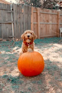 Labradoodle stands behind pumpkin for great fall photos