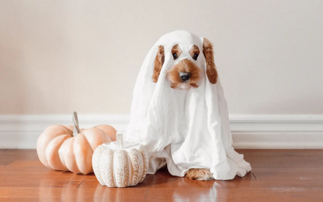 6 Ways to Keep Your Pet Safe On Halloween