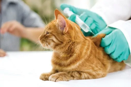 Dog and Cat Immunizations – What’s Necessary and What’s Not