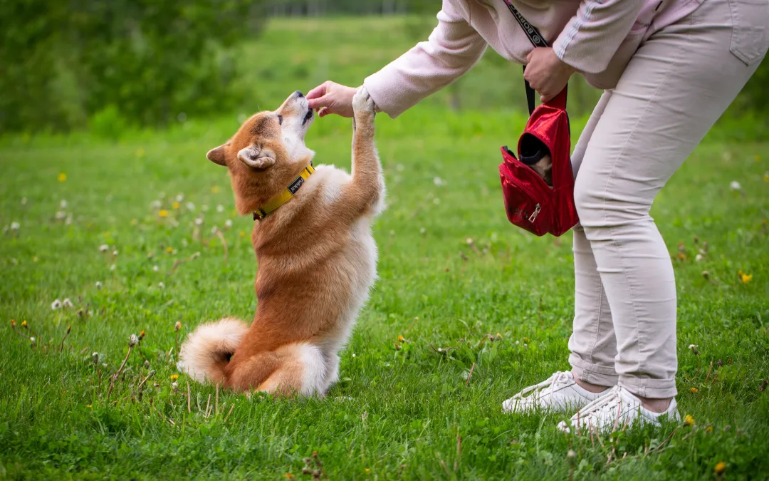 New Tricks to Teach Your Pet in 2024