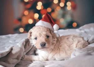 puppy's first christmas under the tree