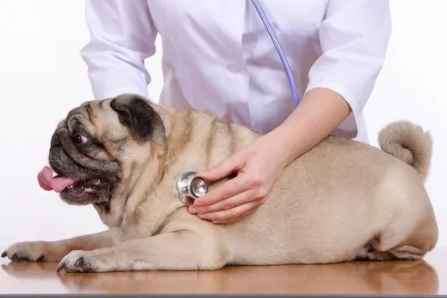 Can Your Dog Catch Your Cold?