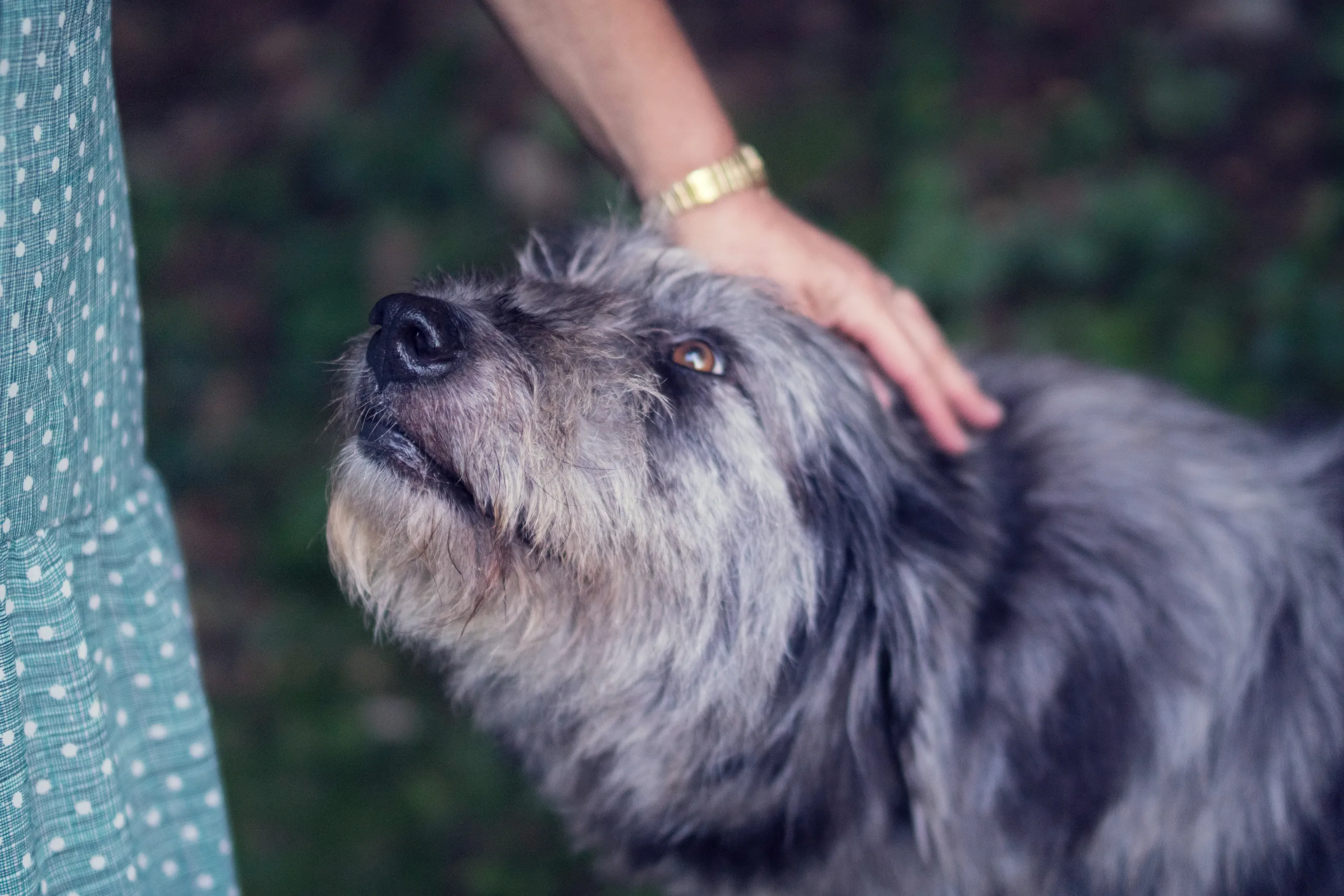 Irish Wolfhound gets pets from Austin pet sitter who is serving homeless pets in Texas through Pet Sitters Care
