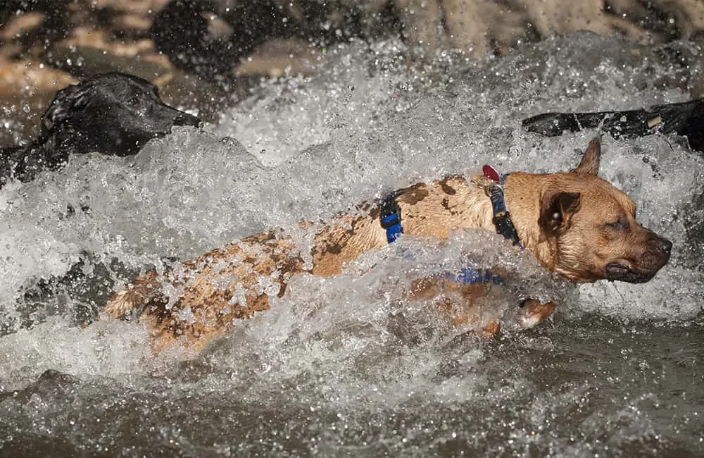 Dog crashes through the creek at Red Bud Isle, one of the best dog parks in Austin.