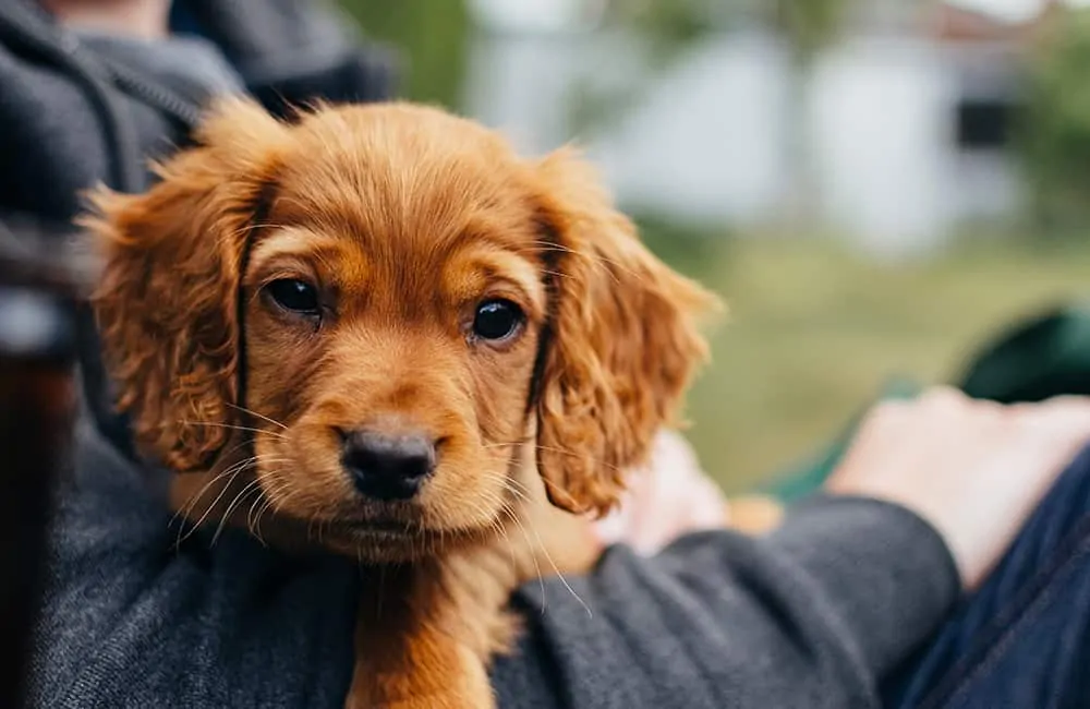 The Best Pet Health Tips for a Healthy Pet