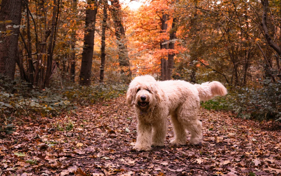 5 Perfect Fall Goals for Texas Dog Owners