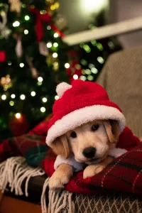 Cute yellow Lab puppy in Santa hat, Christmas tree in background