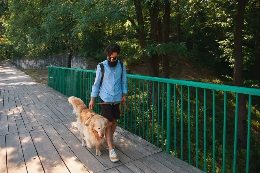 Ways our Dog Walking Service helps Remote Workers
